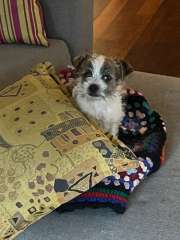 Maltese shih tzu male puppy 