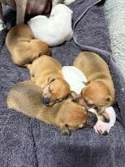 Mini Foxy Pups for Sale 