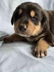 Doberman X Blue Heeler Puppies