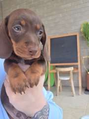Chocolate and tan miniature dachshund