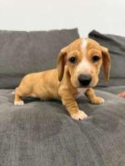 Adorable Dachshund Puppies 