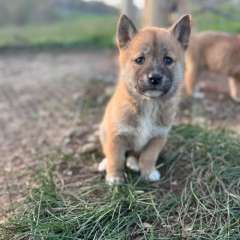 🐾 Purebred Dingo Pups Available – Licensed Breeder 