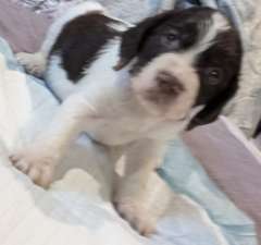 GALAXY SpaceFaring Pups Available